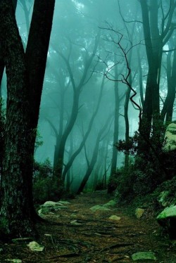 wonderous-world:  Sintra forest, Portugal by Ari Bixhorn 