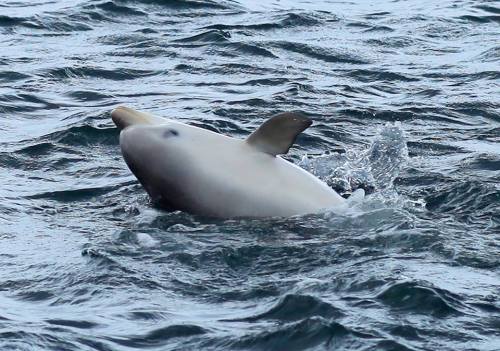Dolphin watching at Kangaroo Island, Australia