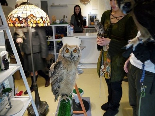 In Japan, there are Owl Cafés where you can pet and play with live Owls while enjoying a meal.