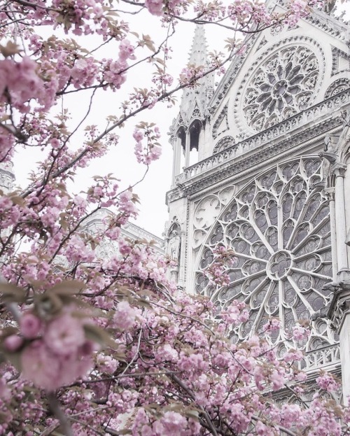 florealegiardini:Cathédrale Notre-Dame de Paris ~ asyatimina