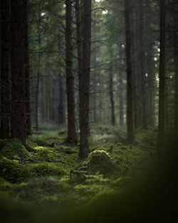 theendlessforest:By life.by.linus