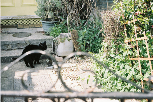 wtfcorey:  untitled by pepper.mint.moon on Flickr. 