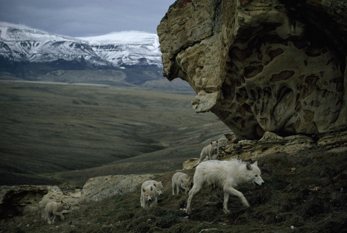 petitloupbete:  Baby arctic wolves gambol outside a den with the pack’s yearling.