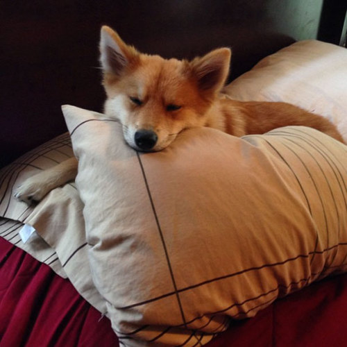 pensandthings:awesome-picz:Meet Fox Dog, A Pomeranian-Husky Mix Who Is Taking The Internet By Storm.