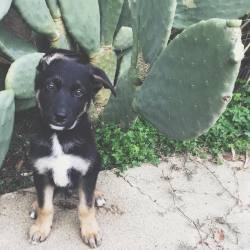 cozmic-nymph:  lookit our lil coyote pup under da cactus // #puppylove