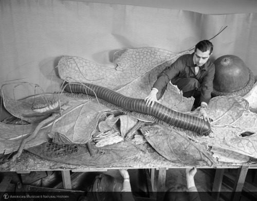 camerettasabauda:Alex J. Rota, Installing models for the Forest Floor exhibit, American Museum of na