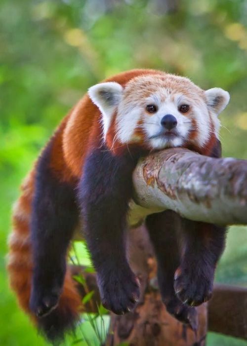 lethal-corruption:wildlife-experience:Red Pandas Time!!!Pabu! :3