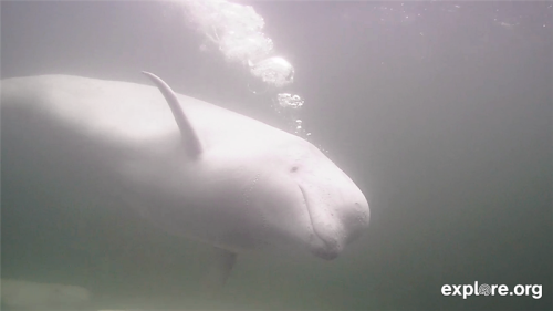 Discover the Natural Skin Care Remedies of Belugas Click here to keep reading. 