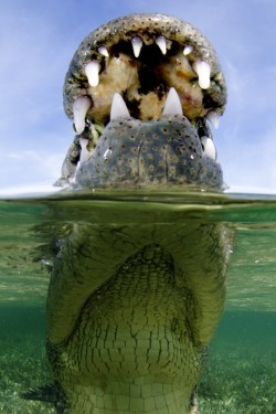 magicalnaturetour:  Unique angle of a Banco Chinchorro crocodile. Photo by Andy Murch/Caters News  Epic&hellip;.. Like Jaws meets uuhhhh crocodile somebody i guess.