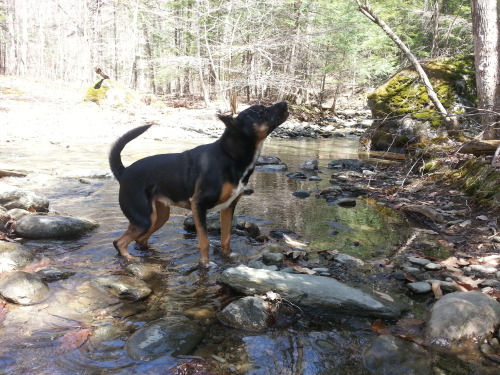 Took Xena out on run on the trail by our house. Then went into the pasture to check out the cattle