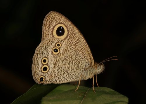 Common Five-ring (Ypthima baldus, Satyrinae, Nymphalidae)