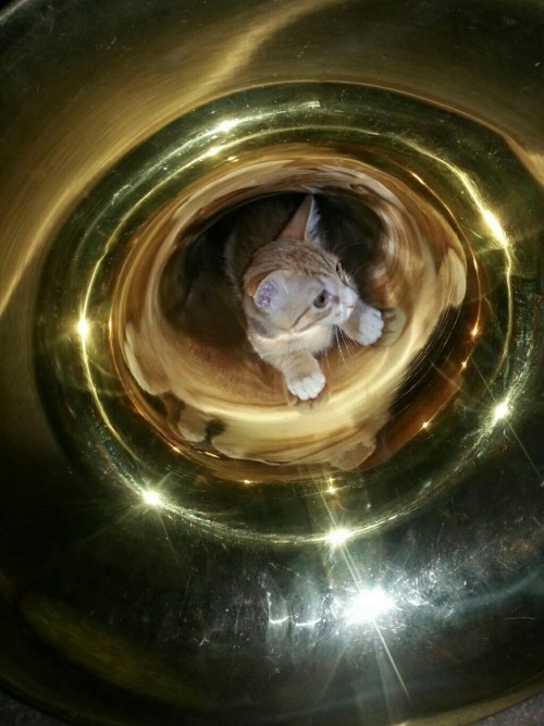 mostlycatsmostly: Tuba cat(submitted by @anthonyplaysmusic) This kitten is in for a rude awakening.