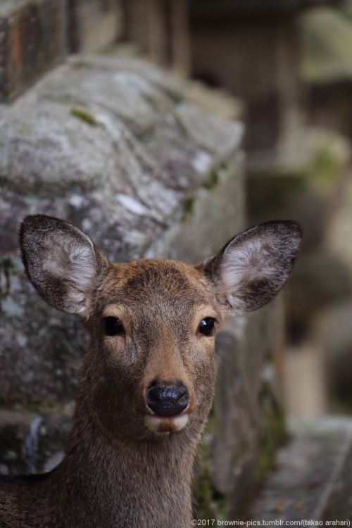 brownie-pics:‘21.1.17 片岡梅林、東大寺、春日大社にて梅も咲いたし、いつものように光も綺麗なんですが。ここんとこ気持ちがちょっと不安定で…せっかくの休みは気分切り替えないとです。