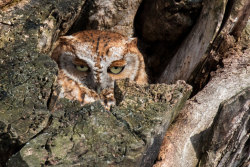 owlsday:  Eastern Screech Owl by Tony on