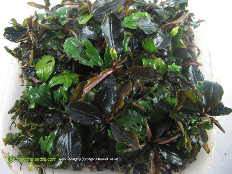 Bucephalandra Kedagang Round Leaves from Lamandau West Kalimantan.