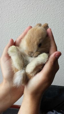 awwww-cute:  Baby bun fits in your hand &lt;3