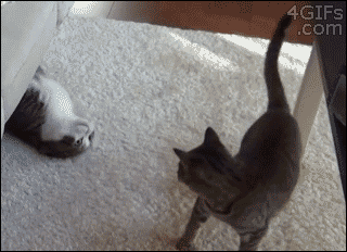funnnyyy-giiiifffsss:  Shut up and check this gif ! 