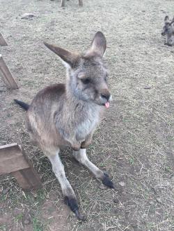 dailyblep:  Happy little roo blup