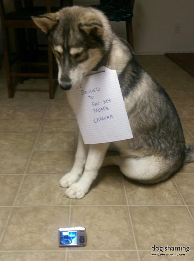 dogshaming:  Where’s the camera? I dunno, al-aska!  This is Argos. I heard crunching