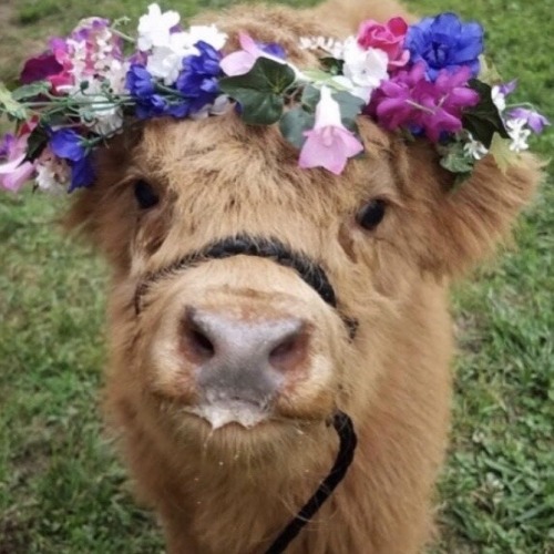 XXX happyheidi:~ Flowercows ♡ 🌷🐄 🍃 photo