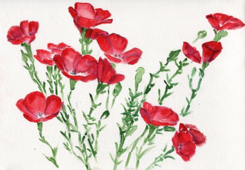 havekat: Major RagerWatercolor On Cotton Paper2017, 10″x 7″Linum grandiflorum var. rubrum, Scarlet F