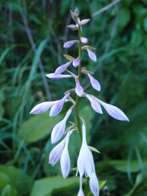 Hosta — plantain lily
