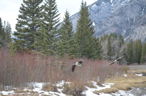 Our trip to Calgary 2013