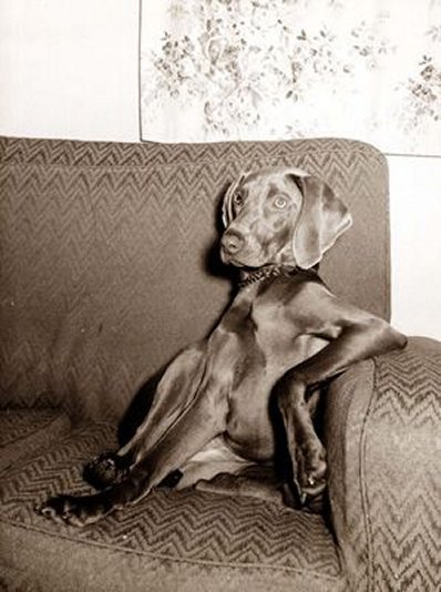 Weimaraner Dog