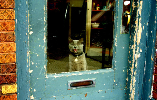 Antique Store Cat - Columbus Ohio (by ungard)