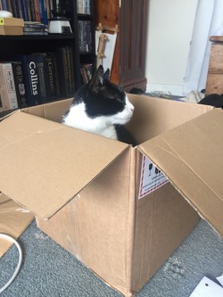 aristoteliancomplacency:  It is a truth universally acknowledged, that a cardboard box in possession of nothing at all must be in want of a cat. 