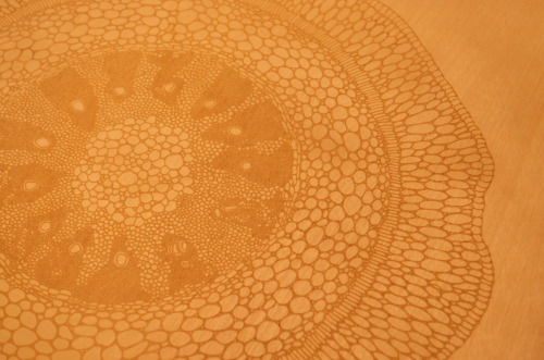 botanicalthesis:  Squeezed in a new piece before the end of the semester. Root cross section illustration laser etched onto basswood. Final etching is 18” x 18” 