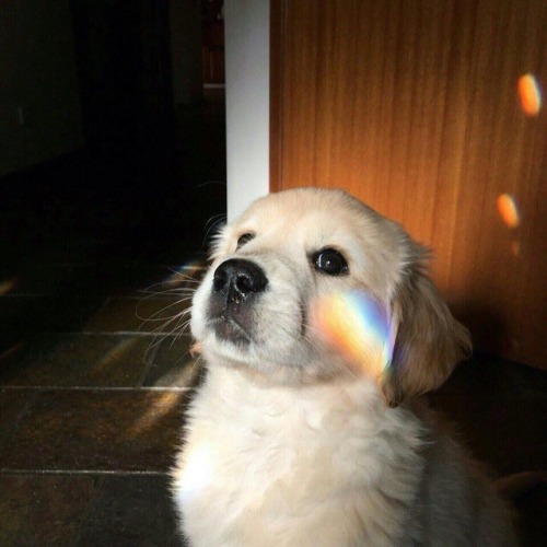 protect-and-love-animals:Look this beautiful puppy