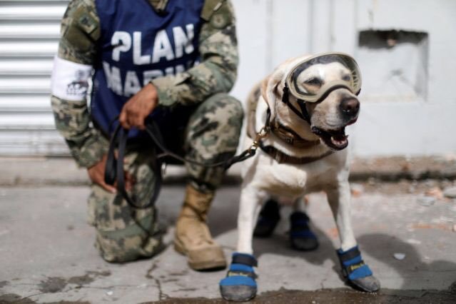 ahorrorstorycircle:  karlrincon:  This is “Frida”, she has saved 52 people so