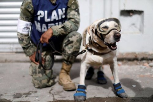 karlrincon:This is “Frida”, she has saved 52 people so far in Mexico’s Earthquake.A rescue dog who’s