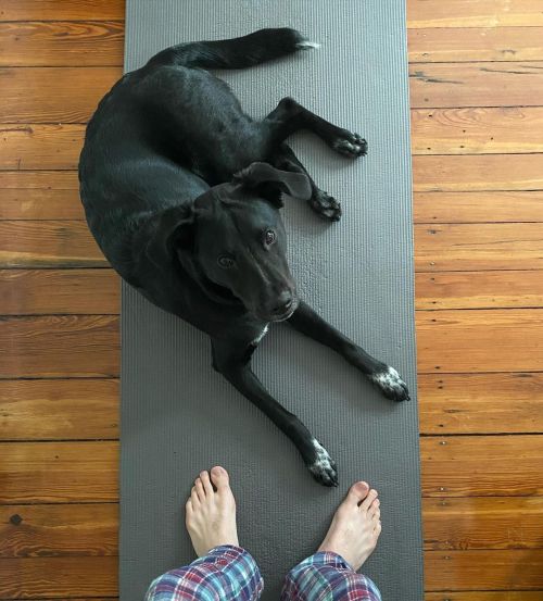 Revan wanted to join for #yoga  #dogs #dogsofinstagram #puppy #puppiesofinstagram #ilovemyrescue  ht