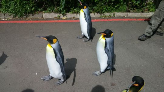 livenudegirl:  cannibalmemer:  proletarianprincess:  lmao on the edinburgh zoo site it says “there is a daily penguin parade at 14:15 but it may be cancelled last minute as it is a voulntary parade, we do not coax the penguins with food, and they may