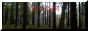 Coniferous forest with the word AUTISM written across it in red capital letters