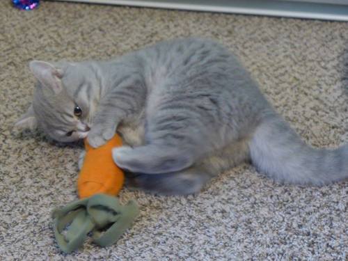 bebopbop:Gipsy Danger loves her Carrot (hint hint, it’s full of catnip)