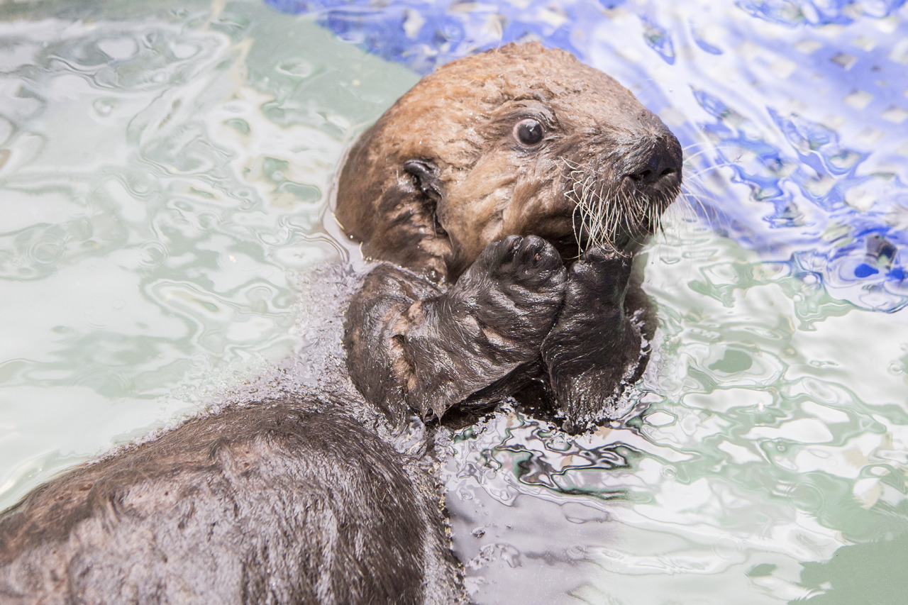 anatomy-of-recovery:  megcarr13:  buzzfeed:  thesamiproject:  This Rescued Baby Otter