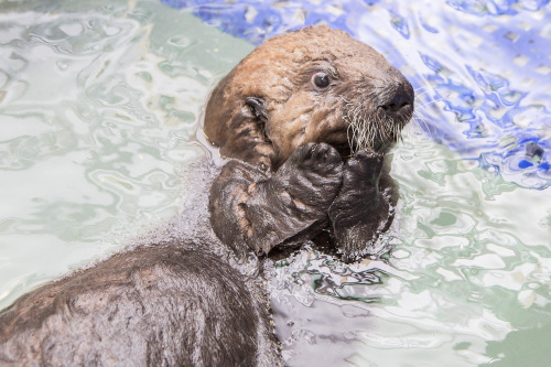 macpye: megcarr13: buzzfeed: thesamiproject: This Rescued Baby Otter Will Shock You With Its Fluffin