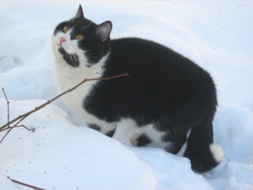 Chubby Cats