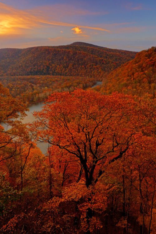 Laurel Highlands: Tree in autumnal bloom by Shahid Durrani