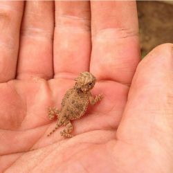 awwww-cute:Baby bearded dragon