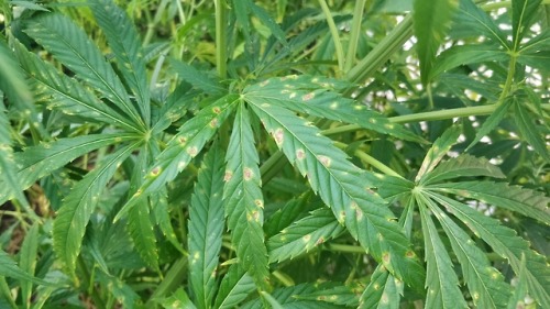 Leaf spot disease symptoms on Fiber Hemp (Cannabis sativa).