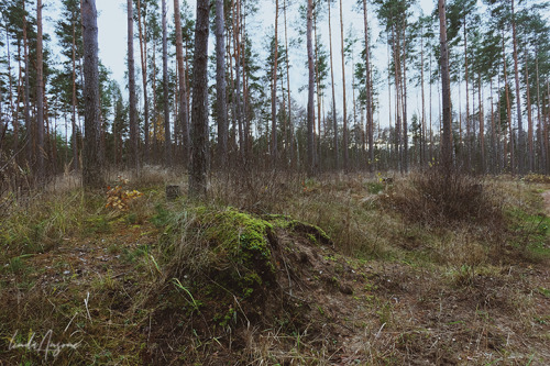 lindagoesmushrooming