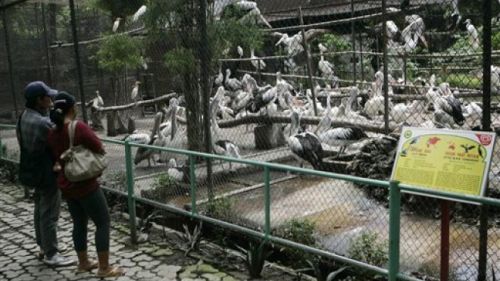 Petitioning Dr. Susilo Bambang Yudhoyono  Close Surabaya Zoo Petition by Trevor Buchanan Australia  Surabaya Zoo, also known as Kebun Binatang Surabaya (KBS), was founded in 1916 and is the one of the largest zoos in South East Asia, covering 37 acres