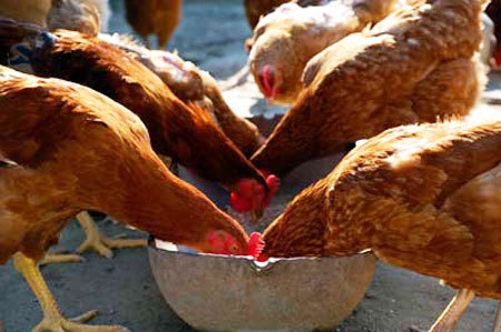 What To Feed Chickens: Formulating Your Own Chicken Feed Joan Salmonowicz tells readers what to feed