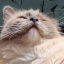 meobear
