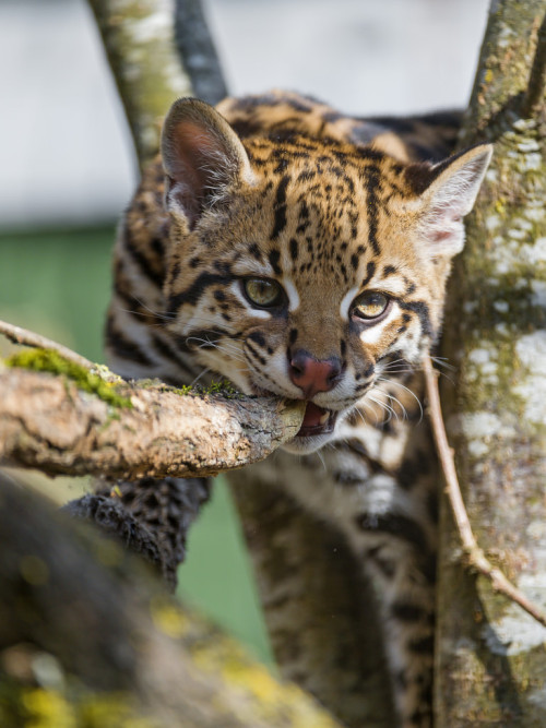  Nelson biting the branch by Tambako the Jaguar on Flickr. 