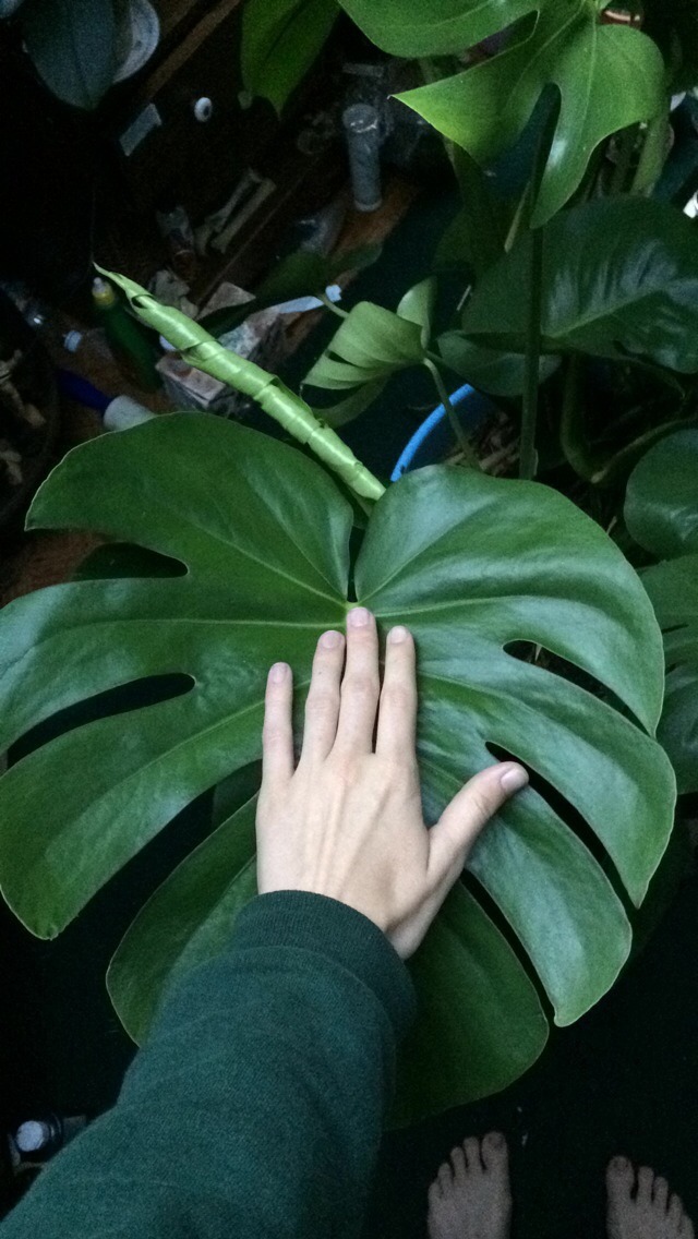 plantlette:  Everything grew so much!